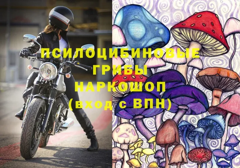 Галлюциногенные грибы Psilocybe  купить наркотики цена  Камышлов 